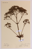 Valeriana officinalis RCPGdnHerbarium  (39).JPG